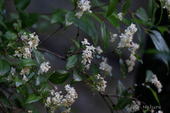 Deutzia parviflora, photograph (c) Wang.QG, some rights reserved (CC BY)