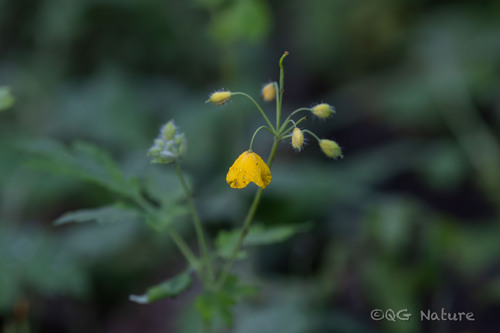 Chelidonium asiaticum (Chelidonium asiaticum)