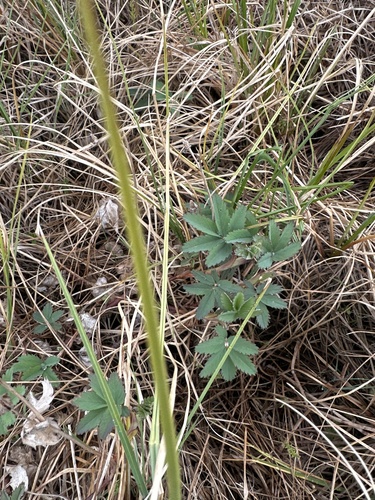 marsh cinquefoil
