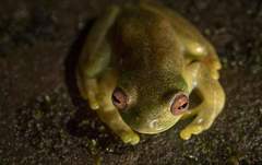 Hyloscirtus phyllognathus