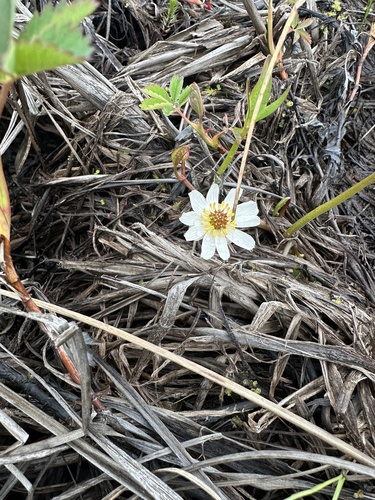Pallas' Buttercup