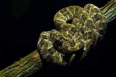 Bothrops taeniatus