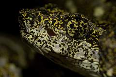 Bothrops taeniatus