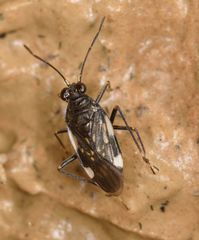 Macrosaldula variabilis