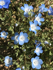 Nemophila menziesii menziesii
