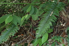 Hymenasplenium excisum