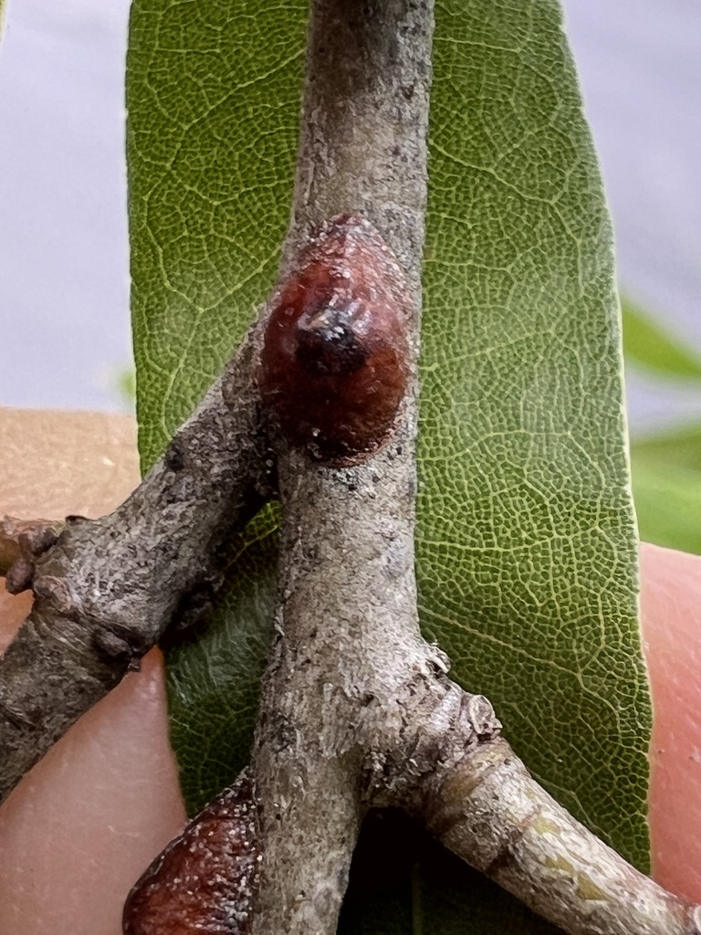 oak lecanium