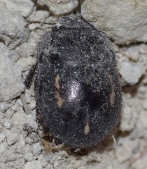 Odontoscelis byrrhus