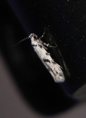 Stenolechiodes pseudogemmellus