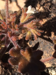 Phacelia rotundifolia