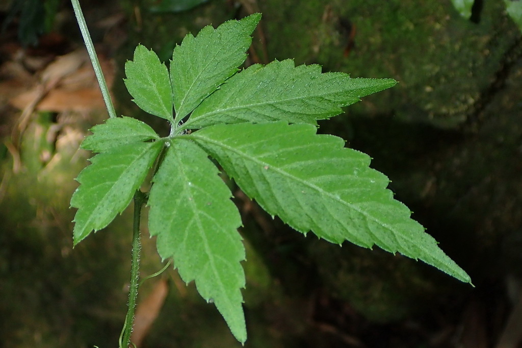 Gynostemma pentaphyllum — a medium houseplant, prefers full sun light