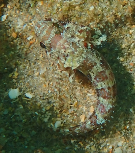 Puffcheek blenny (Gobioclinus bucciferus) — Labrisomidae — 5