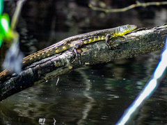 Crocodile Tegu photo 3