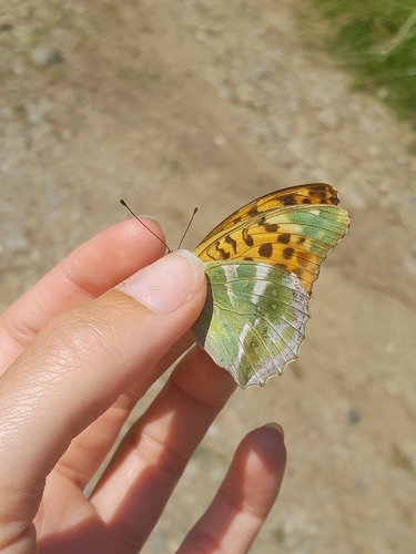 Silver-washed Fritillary