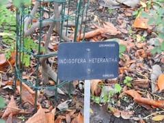 Indigofera heterantha