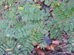 Indigofera heterantha