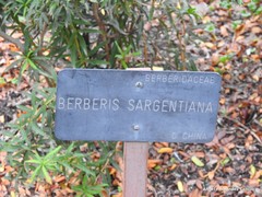 Berberis sargentiana