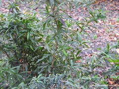 Berberis sargentiana