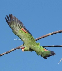 Amazona finschi × viridigenalis