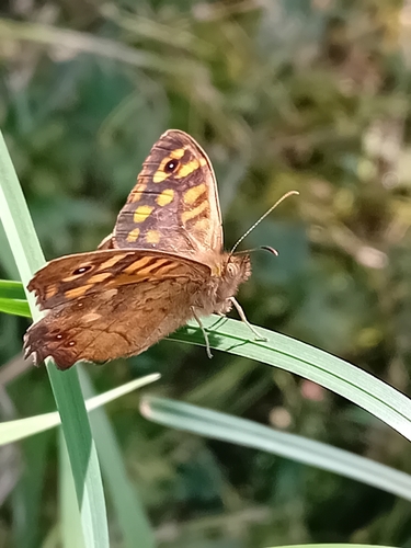 Speckled Wood