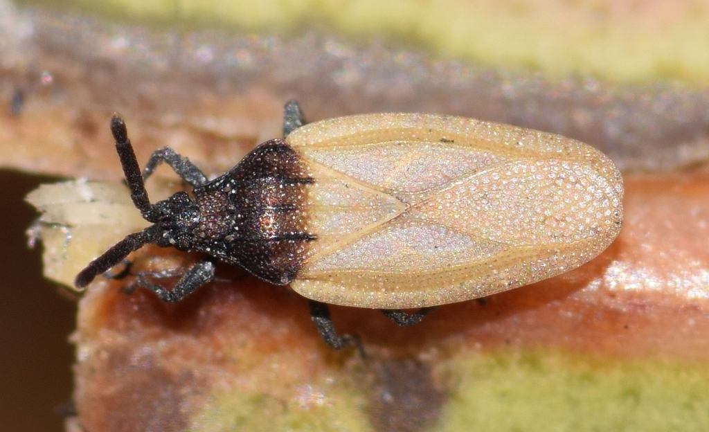 Catoplatus anticus