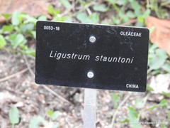 Ligustrum sinense sinense