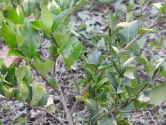Ligustrum sinense sinense
