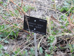 Bupleurum rigidum rigidum