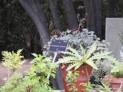 Micropyropsis tuberosa