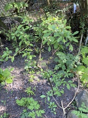 Berberis vulgaris