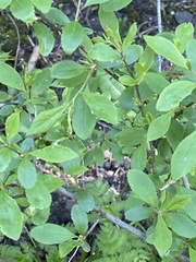 Berberis vulgaris
