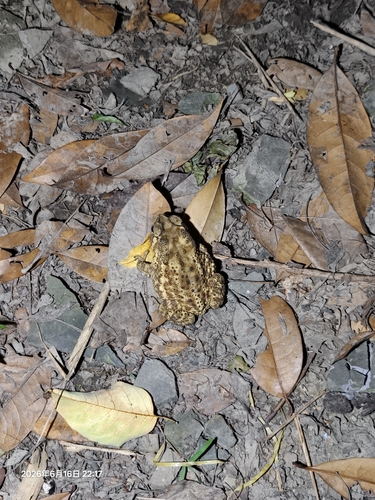 Asian Common Toad