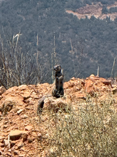 Barbary Ground Squirrel