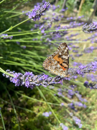 Painted Lady