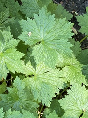 Geranium phaeum