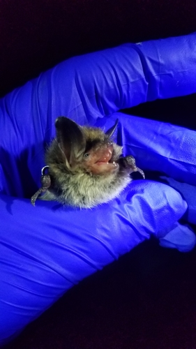 Northern Bat