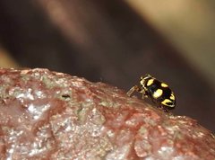 Ceratogergithus pseudotessellatus
