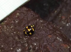Ceratogergithus pseudotessellatus