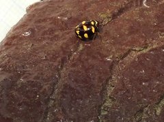 Ceratogergithus pseudotessellatus