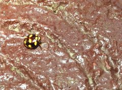 Ceratogergithus pseudotessellatus