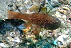Vincentia novaehollandiae