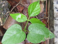 Vigna angularis nipponensis