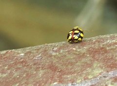 Ceratogergithus pseudotessellatus