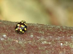 Ceratogergithus pseudotessellatus