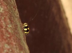 Ceratogergithus pseudotessellatus