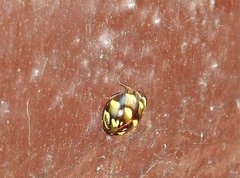Ceratogergithus pseudotessellatus