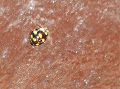 Ceratogergithus pseudotessellatus