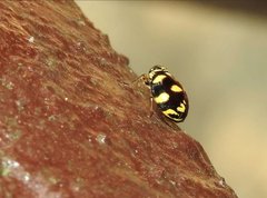 Ceratogergithus pseudotessellatus