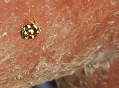 Ceratogergithus pseudotessellatus