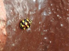 Ceratogergithus pseudotessellatus
